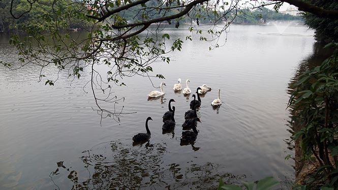 Ngày 5/2, Công ty TNHH một thành viên Thoát nước Hà Nội đã thả thí điểm 6 cặp thiên nga đen và trắng xuống hồ Hoàn Kiếm