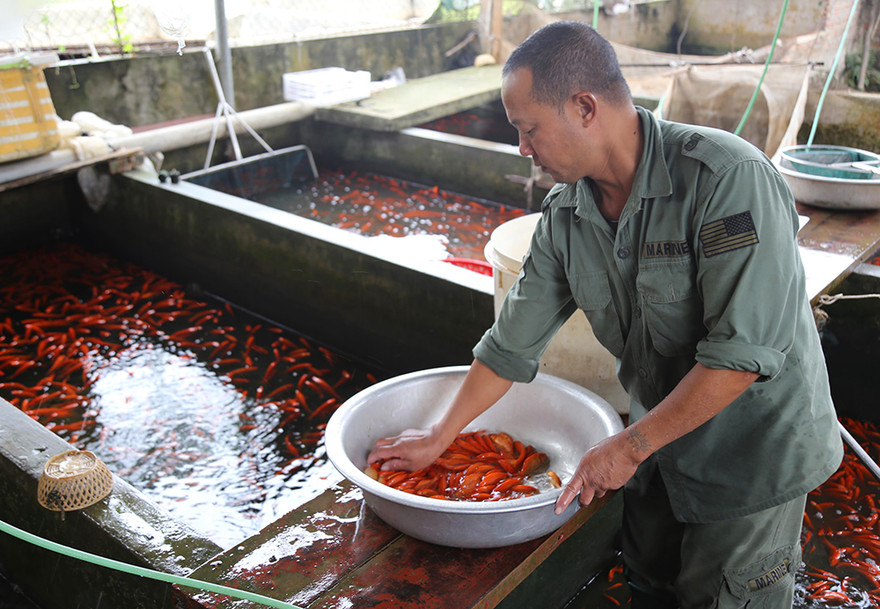 Làng nghề cá chép đỏ tất bật trước ngày ông Công ông Táo