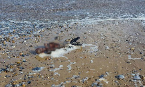 Xác sinh vật giống "người cá" trên bãi biển Anh. Ảnh: Facebook.