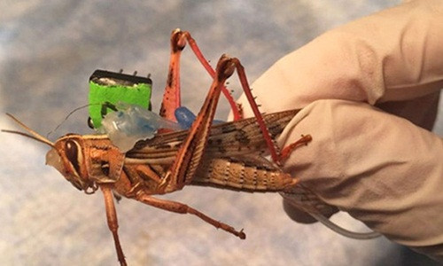 Hải quân Mỹ đang nghiên cứu huấn luyện châu chấu dò bom và các thiết bị nổ. Ảnh: Defense One