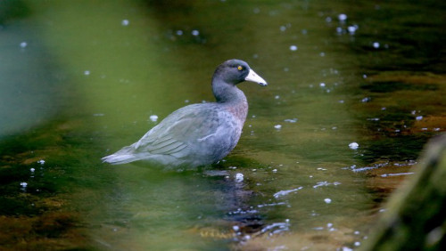 Loài vịt xanh được bảo tồn tại New Zealand. Ảnh: Stuff