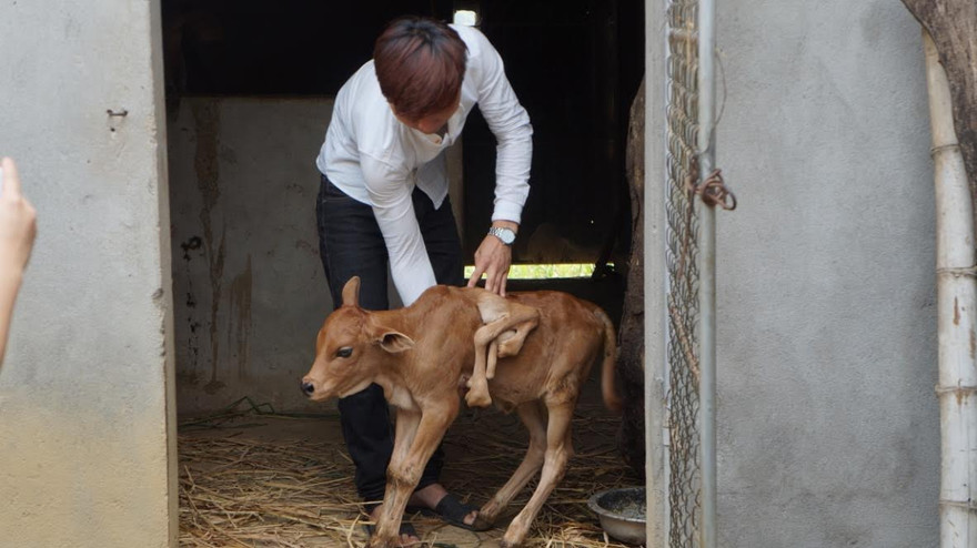 Bò mẹ sinh bê con 7 chân xôn xao Nghệ An