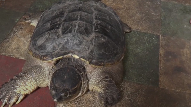 'Rùa quái thú' xuất hiện ở miền Tây