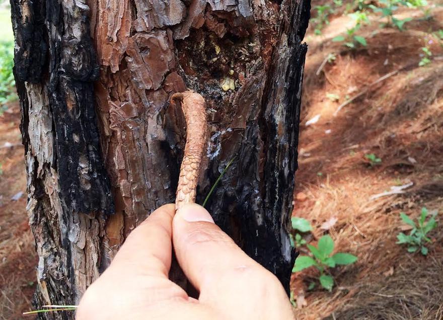 Khoan lổ đổ hóa chất vào cây thông