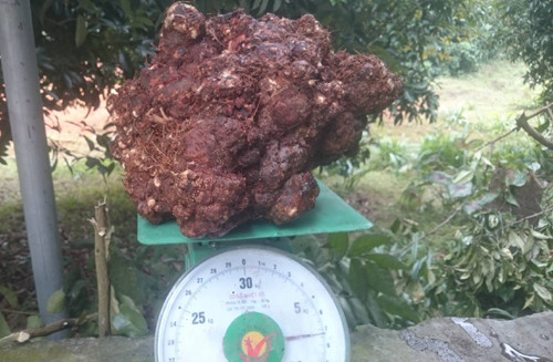 Củ nấm mà anh Cường đang sở hữu. Ảnh: Anh Thư.