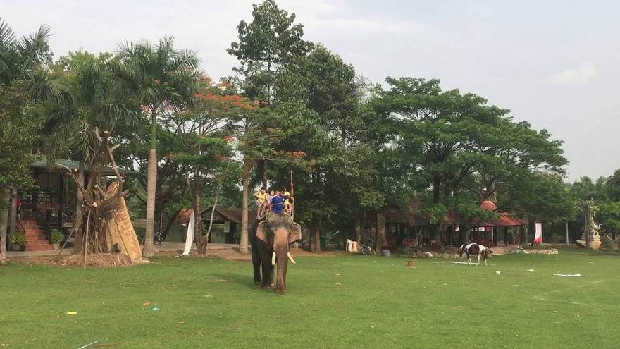 Mời chuyên gia ngoại 'siêu âm thai' cho voi