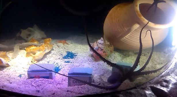 Bạch tuộc Otto dự đoán kết quả của đội tuyển Anh ở vòng bảng