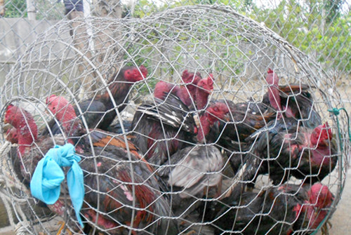 Tang vật thu giữ