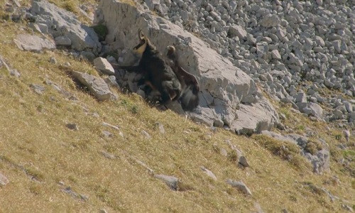 Đại bàng bị sơn dương đè lên người trong lúc giằng co. Ảnh chụp màn hình: Youtube.