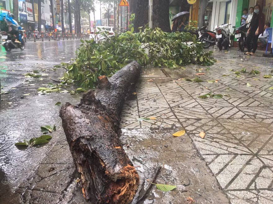 Nhánh cây rơi xuống đường đề bị thương người dân.