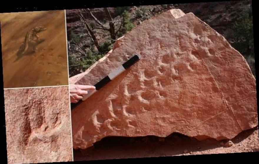 Đi bộ trong công viên, vô tình phát hiện dấu chân cổ đại kỳ bí