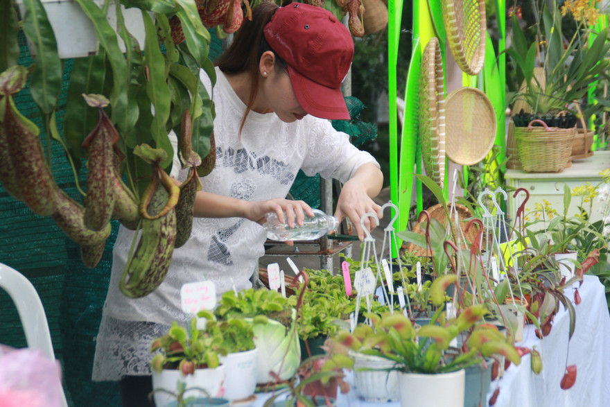 Mê mải với kỳ hoa, dị thảo ở 'vương quốc' hoa Gò Vấp