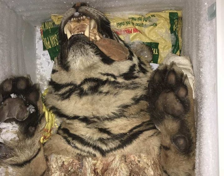 Mua 2 cá thể hổ gần 1 tỷ đồng về nấu cao