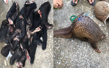 Tay gấu và tê tê bị cảnh sát phát hiện trên xe khách