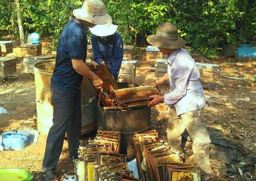 Chuẩn bị quay mật ong