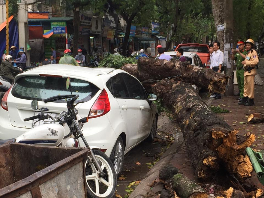 Cổ thụ bật gốc đè bẹp xế hộp ở Hà Nội trong cơn giông
