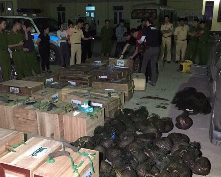 Lực lượng liên ngành kiểm đếm cá thể tê tê.