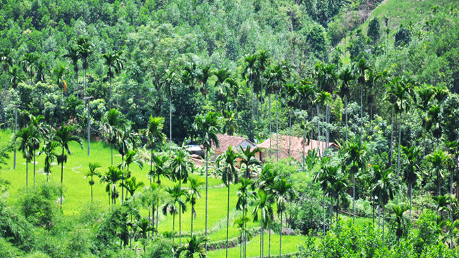 Sau nhiều năm rớt giá, rừng cau bạt ngàn ở huyện Sơn Tây gần đây chứng kiến thương lái từ khắp nơi đổ về thu mua trái non với giá cao chưa từng có. 