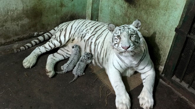 Ngày 9/7 vừa qua, lần đầu tiên cặp hổ trắng được thuần dưỡng ở Thảo cầm viên Sài Gòn (quận 1, TP HCM) sinh ra 3 hổ con khỏe mạnh. Năm 2010, cặp hổ Bengal trắng đực và cái khoảng 2 tuổi được Thảo cầm viên nhập về từ vườn thú Elmvale (Canada) để thuần dưỡng