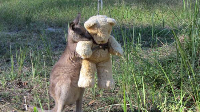 Chú chuột túi Doodlebug ôm gấu bông nổi tiếng trên Twitter