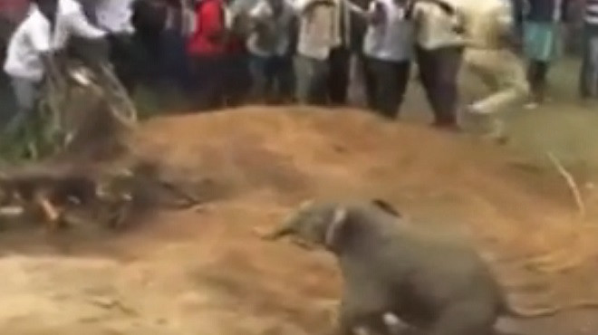 Màn giải cứu voi con ngã xuống hố sâu