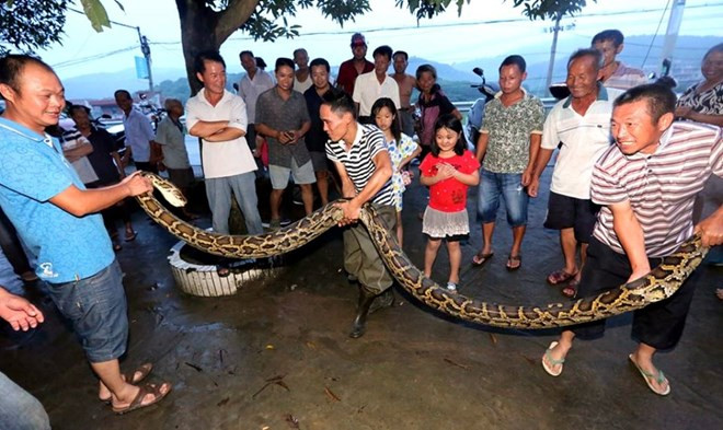 Con trăn tấn công ông Xie. (Nguồn: CCTV) 