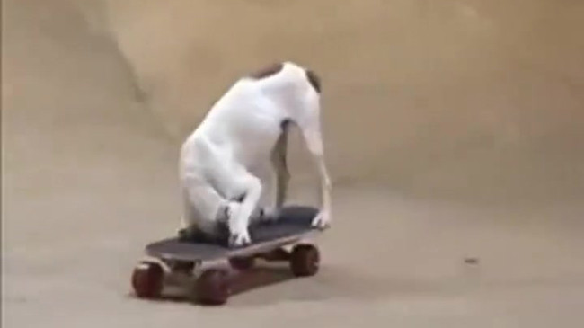 Ngạc nhiên với màn lướt ván cực đỉnh của chú chó