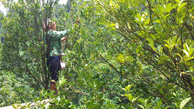 Cành chanh nhỏ, quả ở xa nên khi hái, bà Hoàng Pham phải đứng trên hai thanh tre kê vào thang và thân cây. Ảnh: Hồng Vân