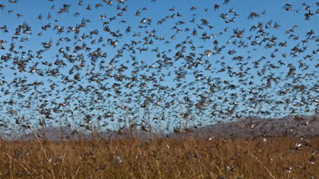 Châu chấu to như chim sẻ hoành hành ở Nga