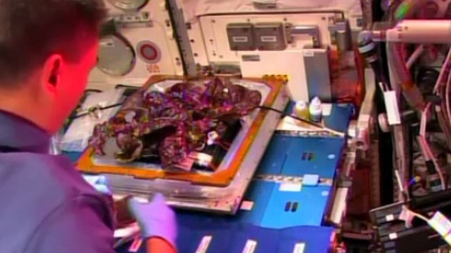 Phi hành gia đang chế biến món salad rau diếp đỏ được trồng trong môi trường không trọng lực. (Nguồn: Reuters) 