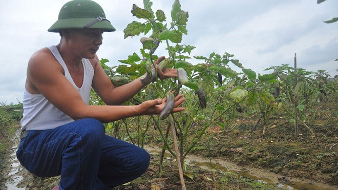 Ông Tô Văn Thiện chỉ cho phóng viên xem những quả cà với hình dạng, màu sắc kỳ lạ khiến gia đình ông thiệt hại nặng lên đến hàng chục triệu đồng.