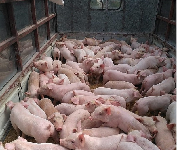 Lợn hơi, lợn giống tăng giá liên tục.