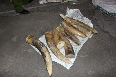 Những chiếc ngà voi bị thu giữ trên chiếc xe bán tải.