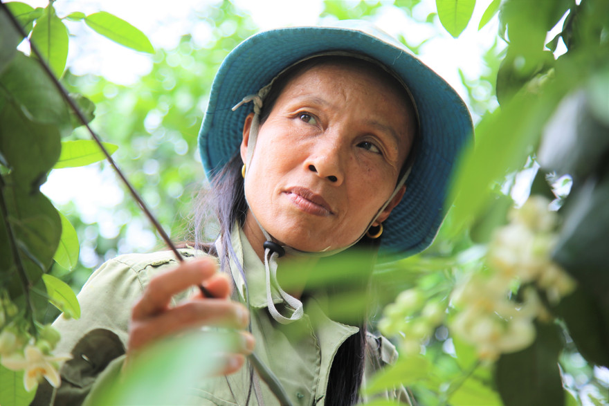 Xem nông dân Hà Tĩnh thụ phấn cho 'đệ nhất bưởi'