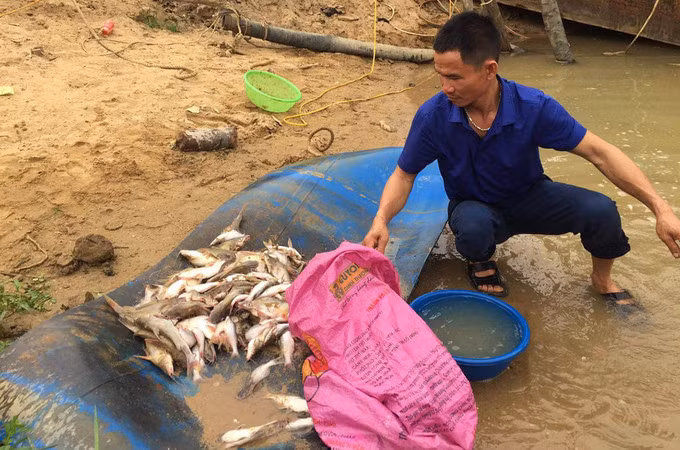 Một người dân ở Tân Kỳ vớt được nửa bao tải cá chết trên sông Con.