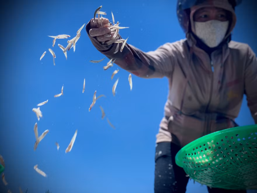 Ngư dân Hà Tĩnh trúng đậm cá cơm, mỗi ngày thu tiền triệu