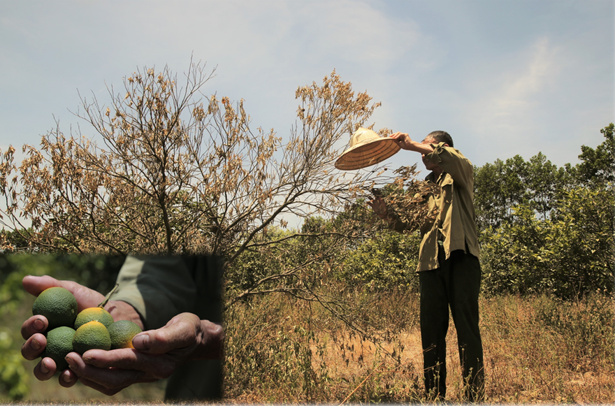 Đồi cam, bưởi héo dần do nắng hạn, nguy cơ thất thu hàng chục tỷ đồng