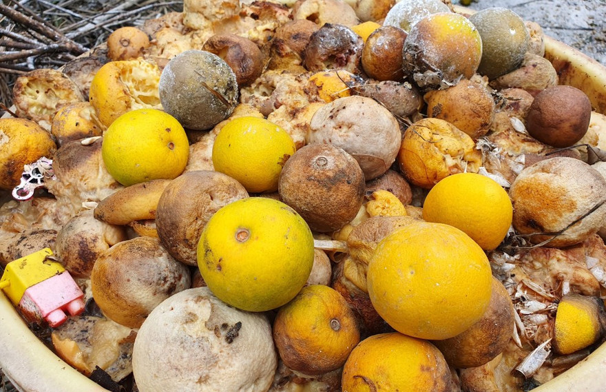 'Đệ nhất cam' xứ Nghệ rụng vàng gốc sau lũ