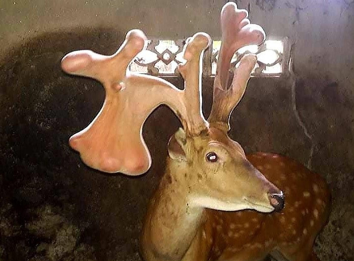 Cặp nhung ‘khủng’ nặng gần 5kg hiếm có ở Hà Tĩnh