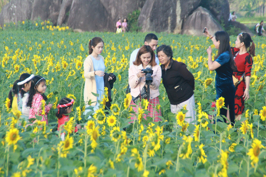 Vườn hoa hướng dương 'khổng lồ' ở Quảng Ngãi hút khách ngày cận Tết