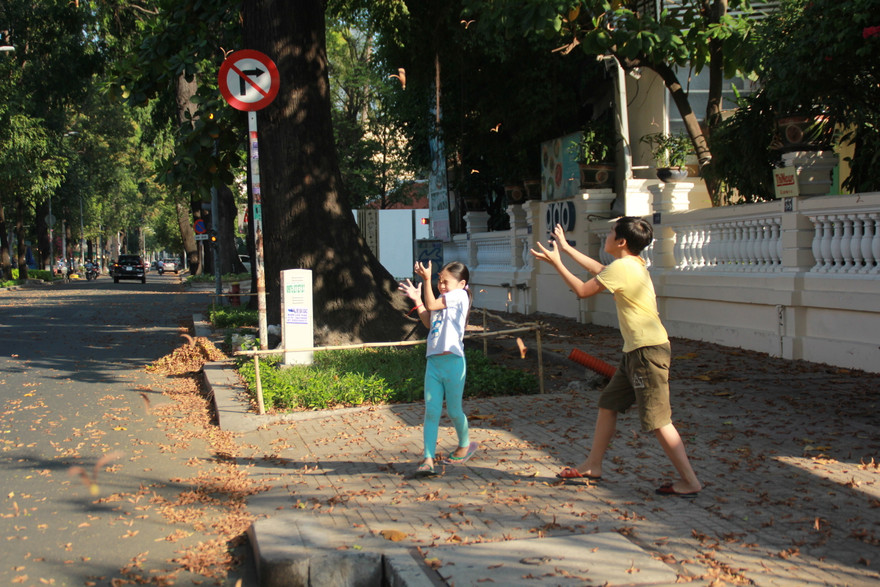 Ngày chớm hè, ngắm cánh chò nâu lả tả bay giữa Sài Gòn 