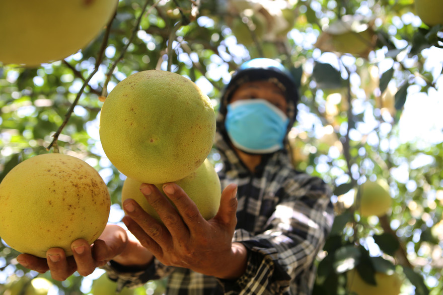 'Đệ nhất bưởi' ở Hà Tĩnh vào vụ thu hoạch