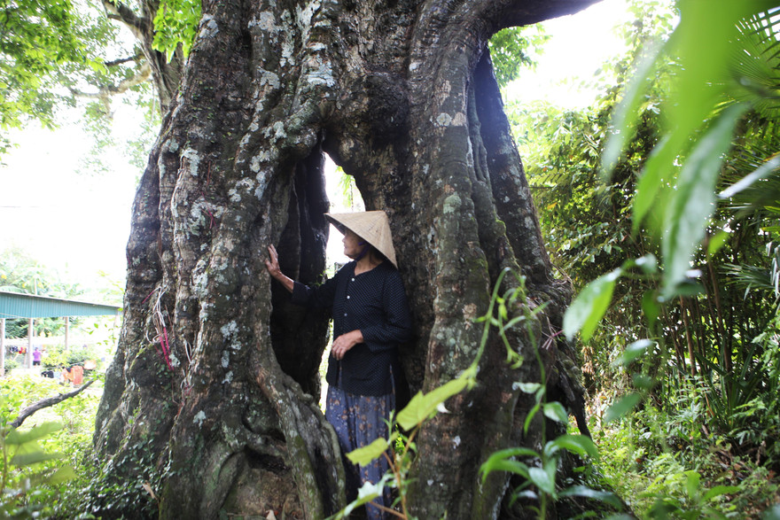 Lạ kỳ cây thị 'ăn thề' 700 trăm năm rỗng gốc gắn với giai thoại vua Lê Lợi