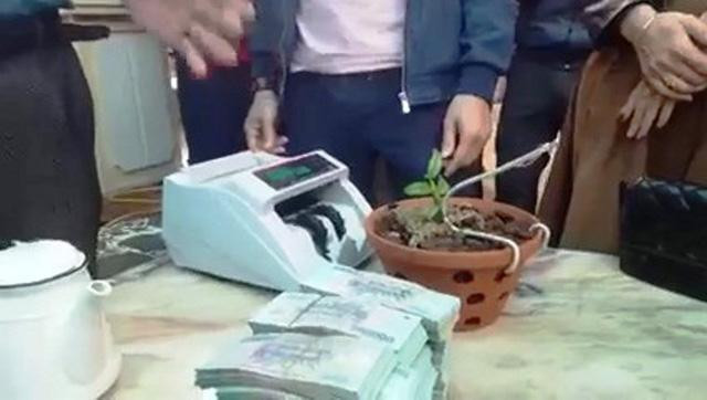 Cây lan Hồng bồng lai 7cm được chuyển nhượng với giá hơn 1,6 tỷ đồng.