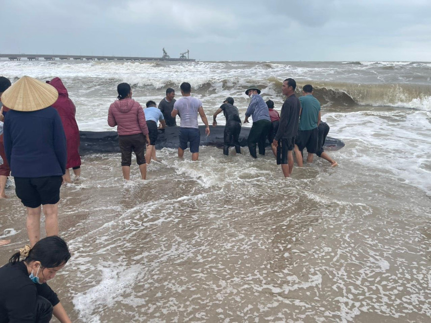 Cá voi nặng gần 2 tấn mắc cạn trên bờ, hàng chục người ra cứu 