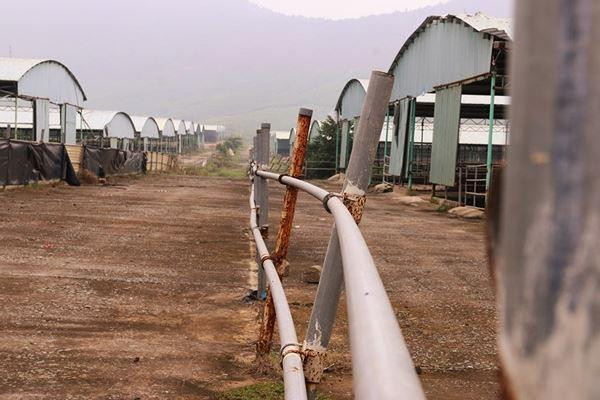 Dự án trang trại bò lớn nhất Hà Tĩnh sẽ 'hồi sinh' như thế nào?