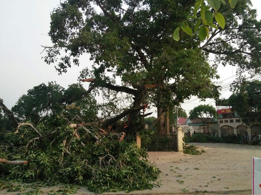 Cây đa hơn 300 tuổi ở Nghệ An bất ngờ gãy đổ, 4 học sinh bị thương