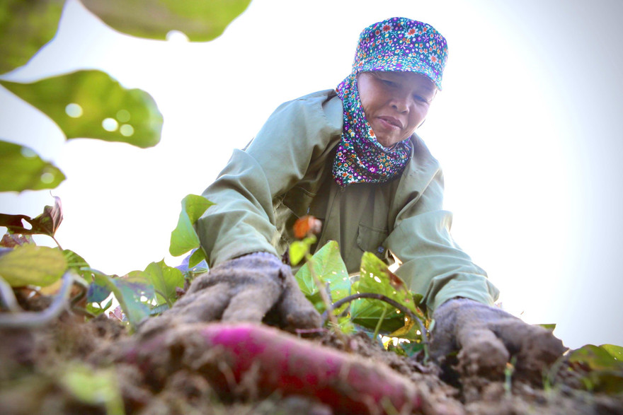 Khoai lang Nhật ruột vàng bám rễ trên đất Lộc Hà