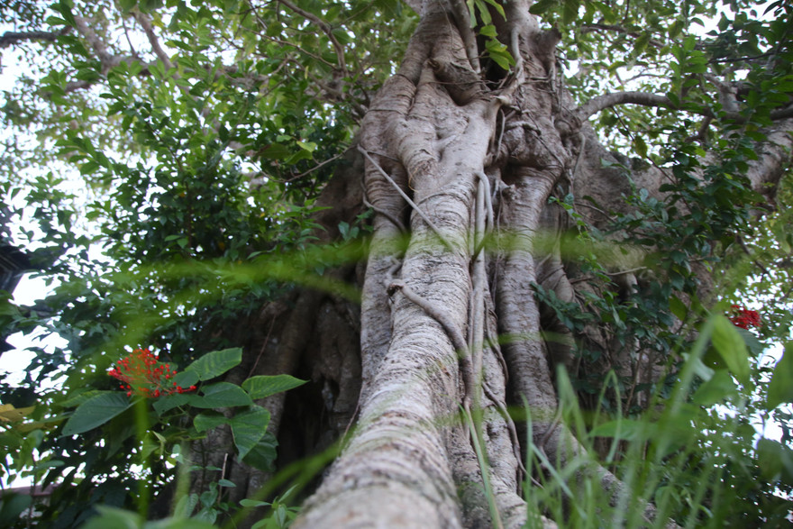Cây đa hàng trăm tuổi ở Hà Tĩnh có gốc to 10 người ôm