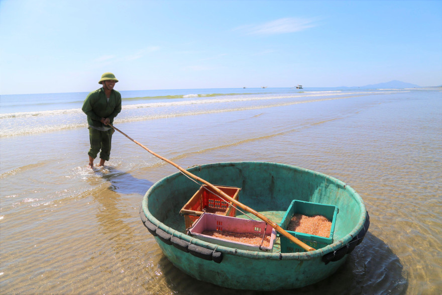 Niềm vui sau khi dỡ bỏ phong tỏa, ngư dân ra khơi 'trúng đậm' ruốc biển